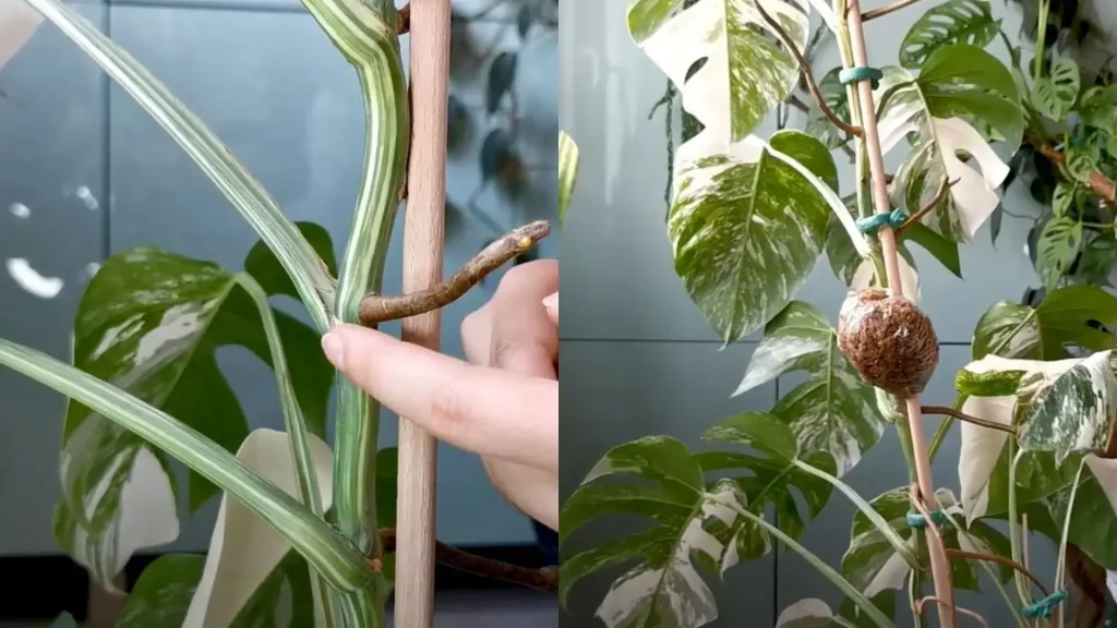 Air layering propagation