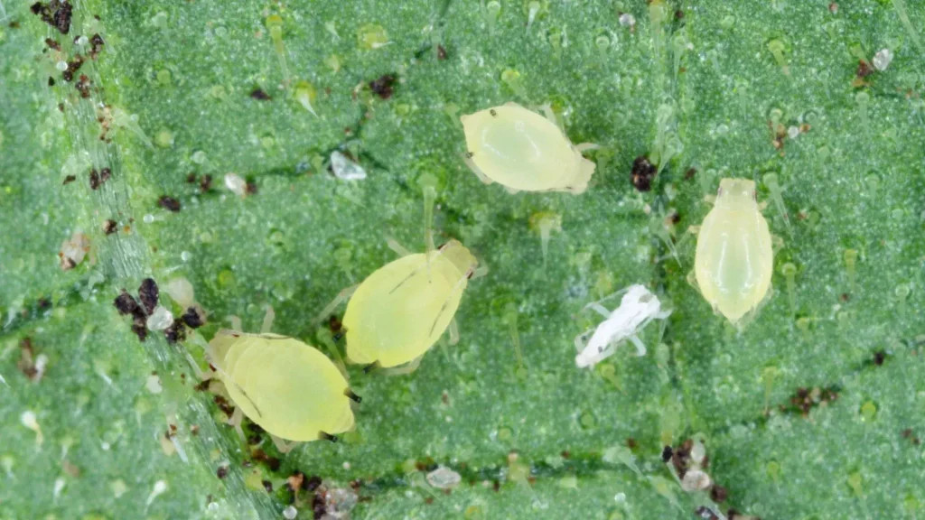 Aphids Houseplant Pest