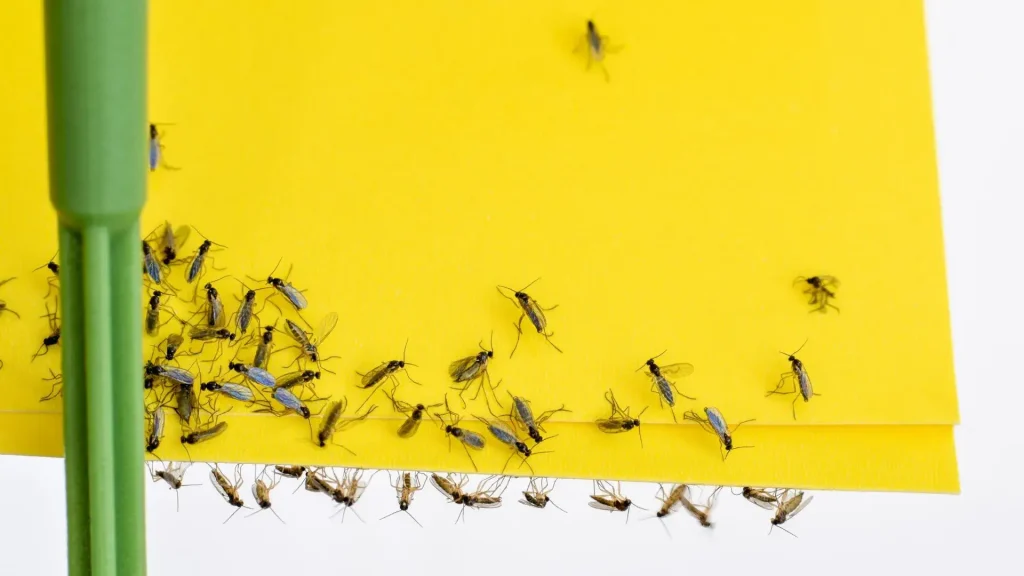 Fungus Gnats Houseplant Pest