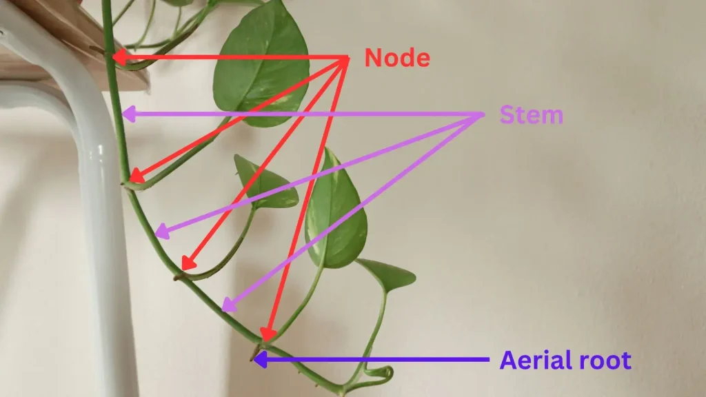 Houseplant Anatomy Know Your Plant