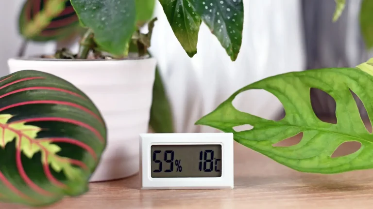 Houseplant Humidity Guide How to Create the Perfect Indoor Environment