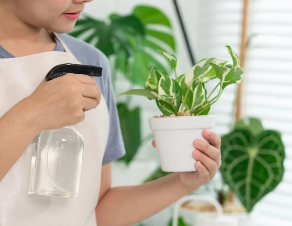 Houseplant misting