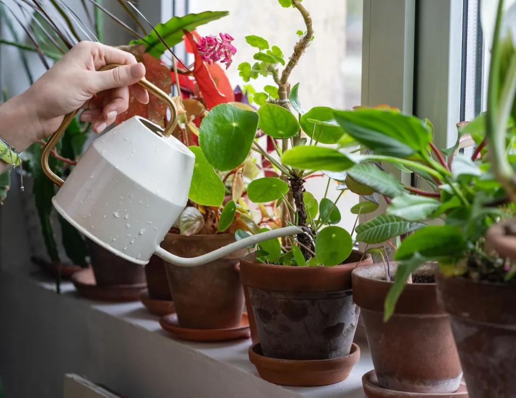 Houseplant top watering guide
