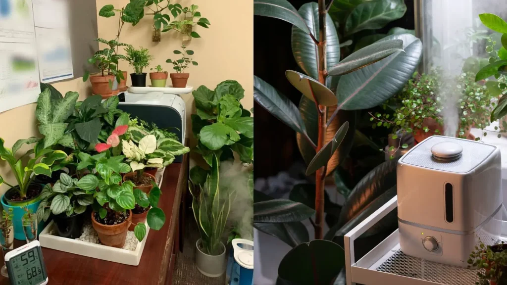 How to Increase Humidity for Houseplants