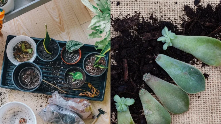 How to Propagate Houseplants