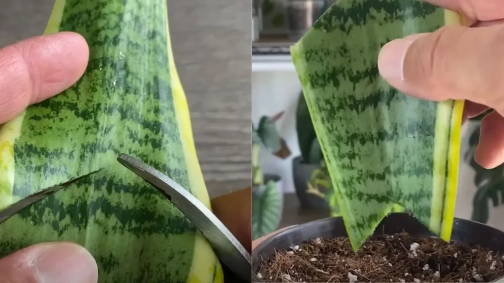 Leaf cutting propagation