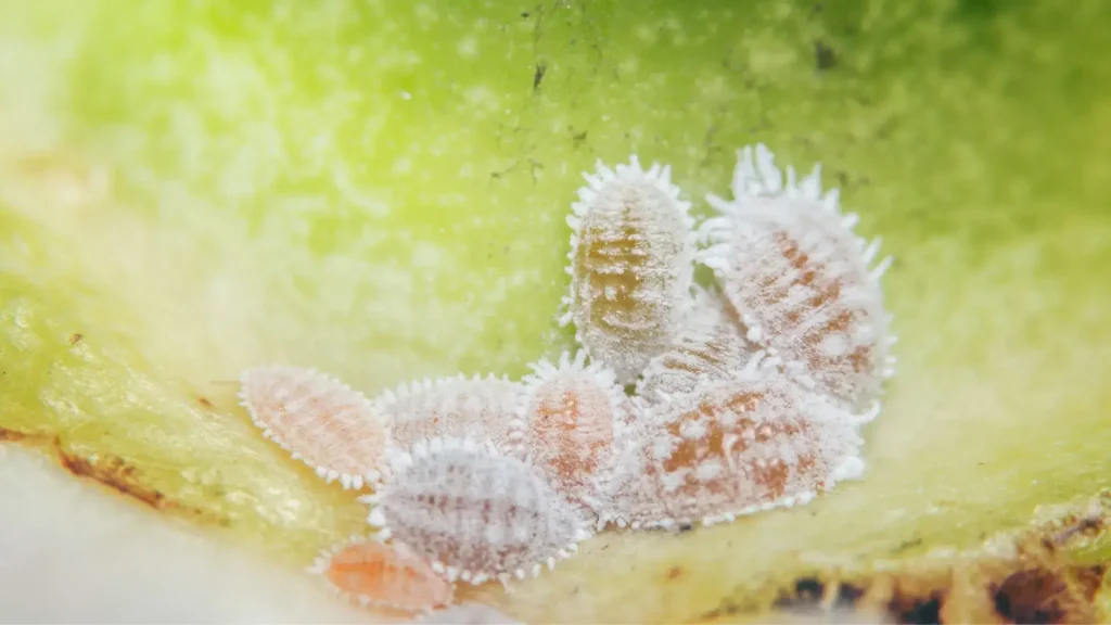 Mealybugs Houseplant Pest