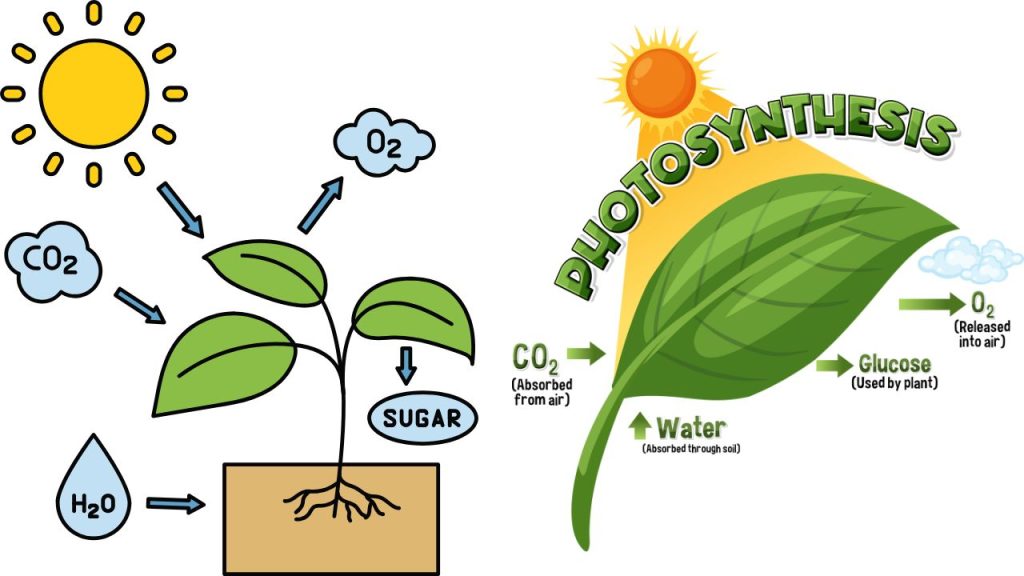 Photosynthesis