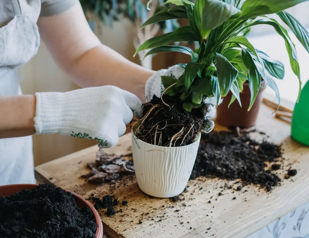 Repotting houseplants
