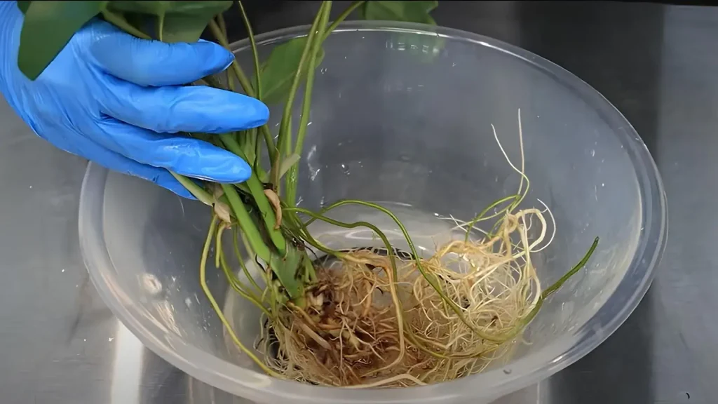 Rinse in water Root Rot in Houseplants