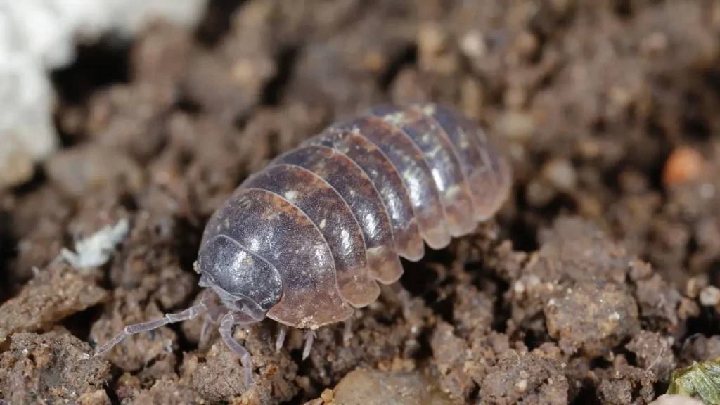 Root Ball Pests