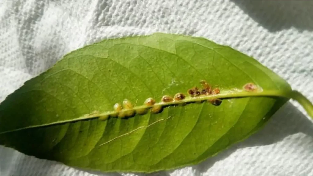 Scales Houseplant Pest