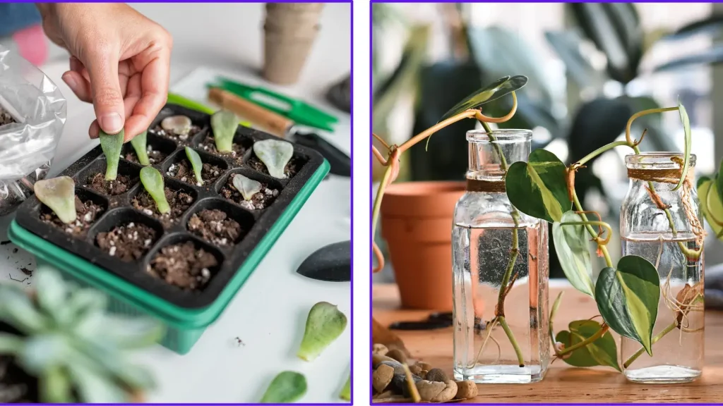 Soil vs Water Propagation