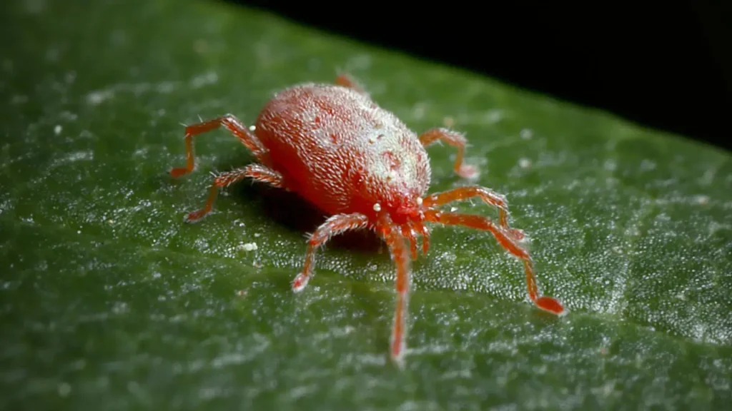 Spider Mites Houseplant Pest