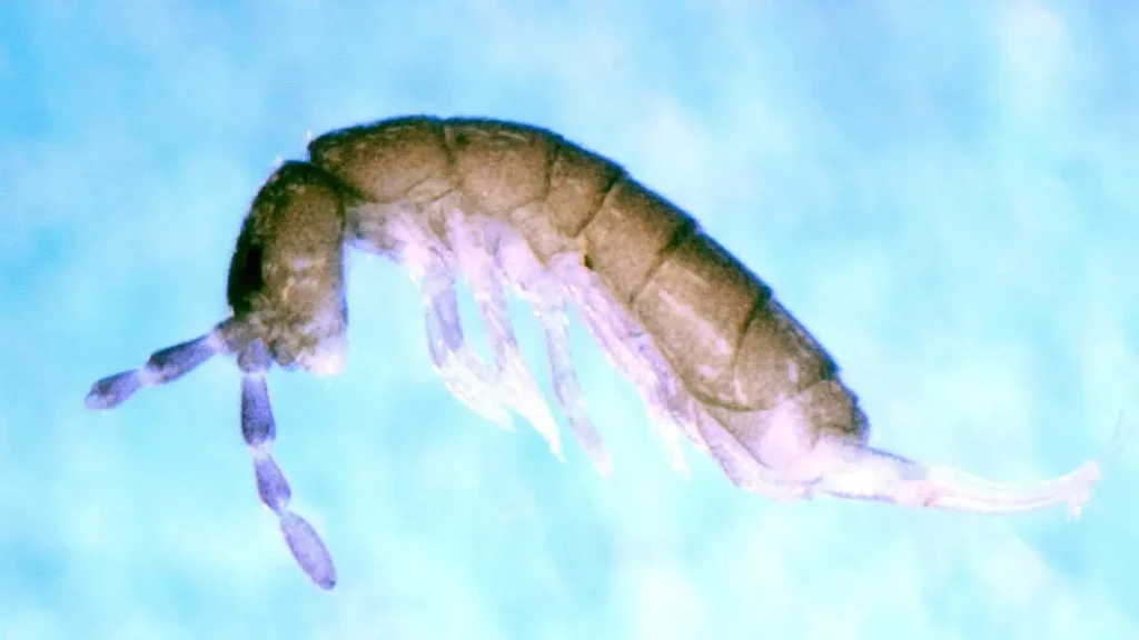 Springtails Houseplant Pest