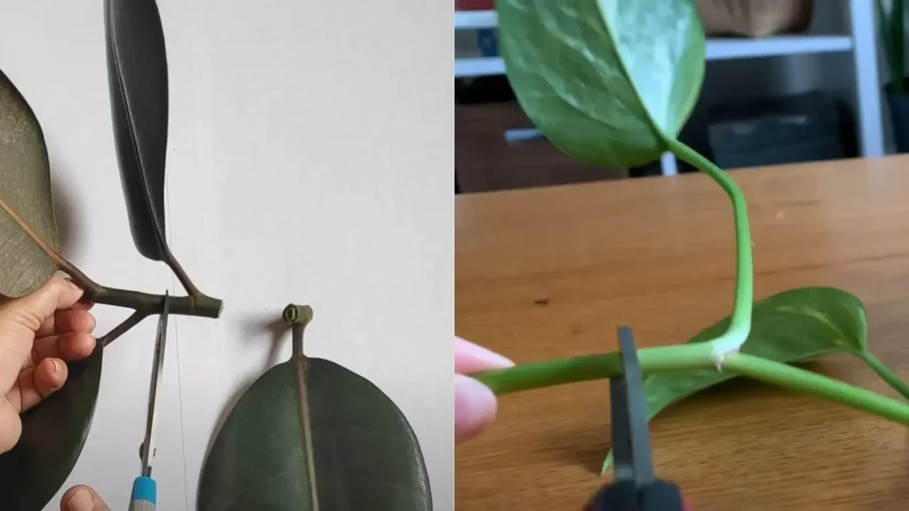 Stem cutting propagation