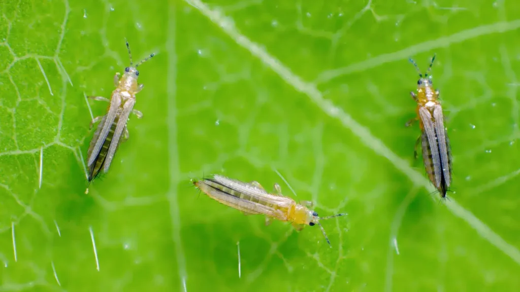 Thrips Houseplant Pest