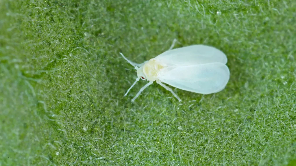 Whiteflies Houseplant Pest