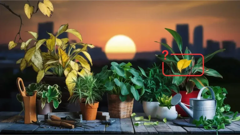 Yellowing Leaves on Houseplants