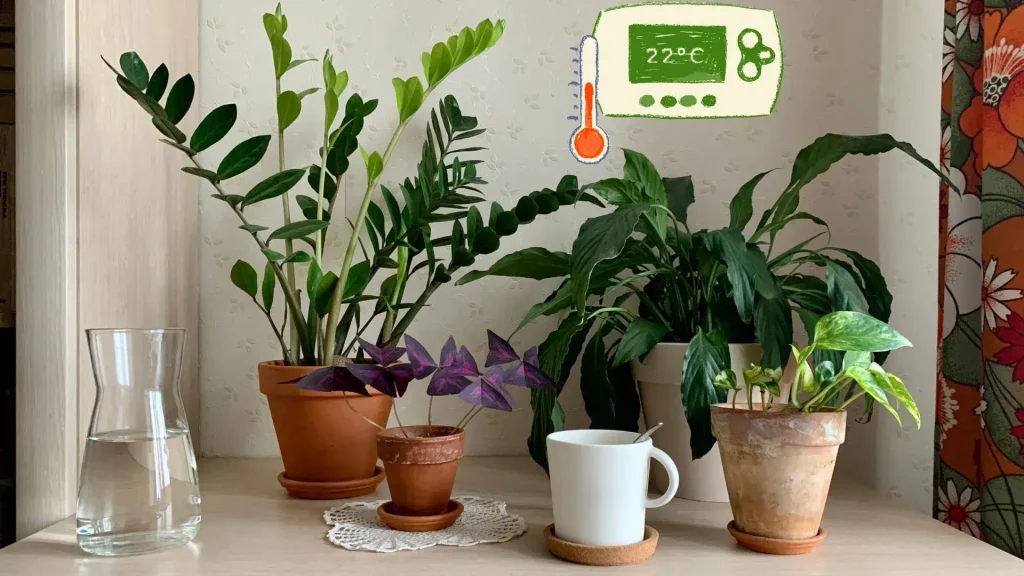 Houseplant Temperature Guide