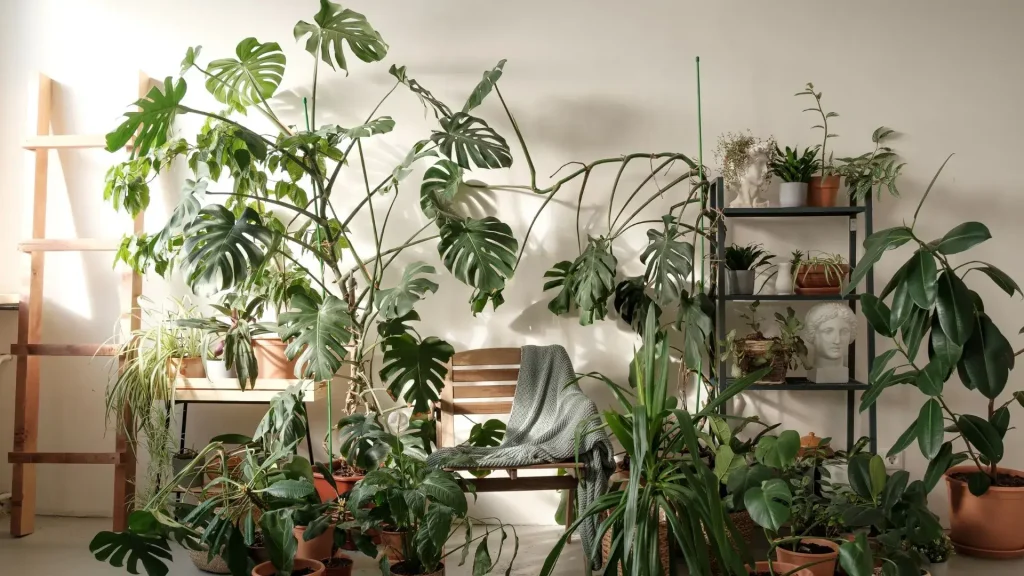 How to Care for Houseplants in the Winter