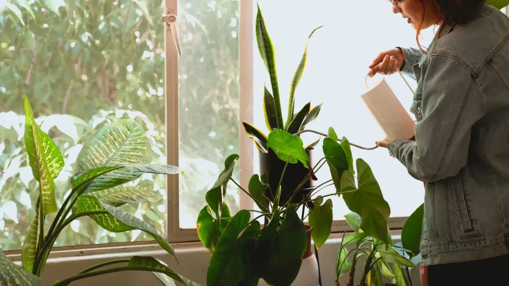 Seasonal Houseplant Care Guide