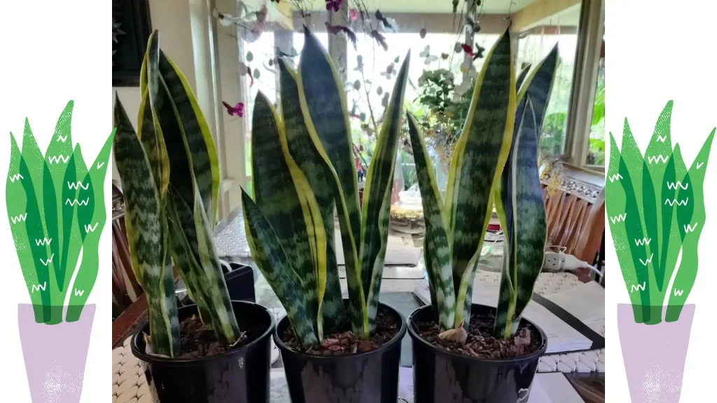 Snake Plant Care Guide